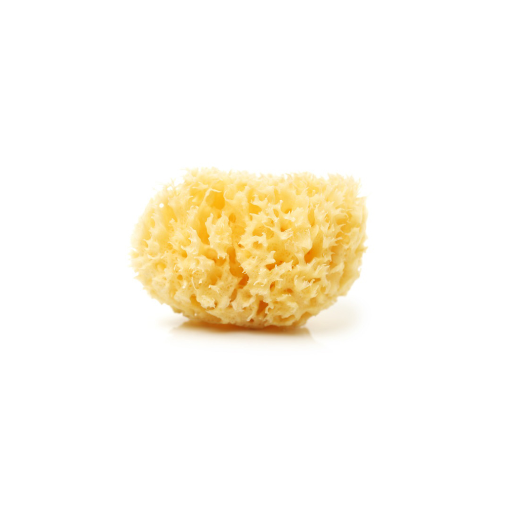 [AAP-ACS-SNG] Natural Sea Sponge
